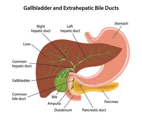 gall bladder body diagram 